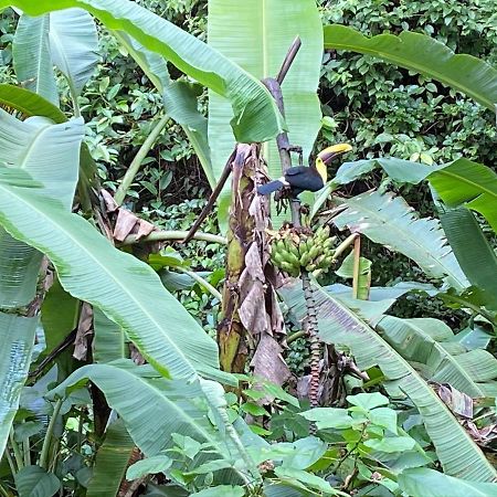 Mussaenda, Arenal Hotel La Fortuna ภายนอก รูปภาพ